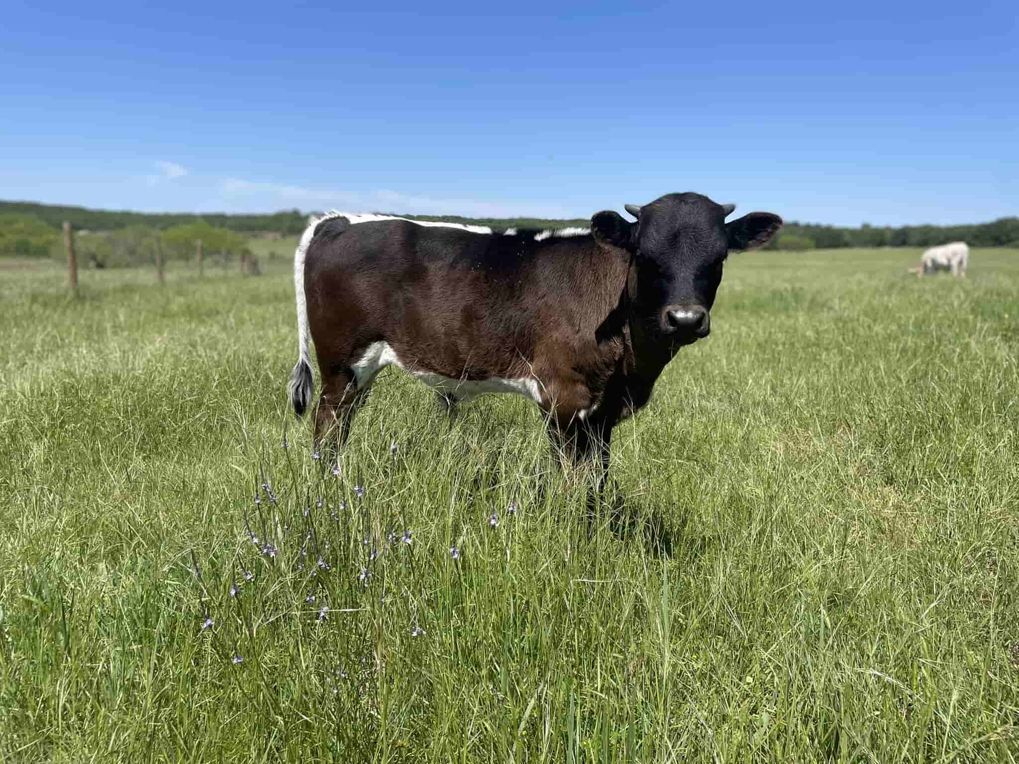 AA Iron Bambi