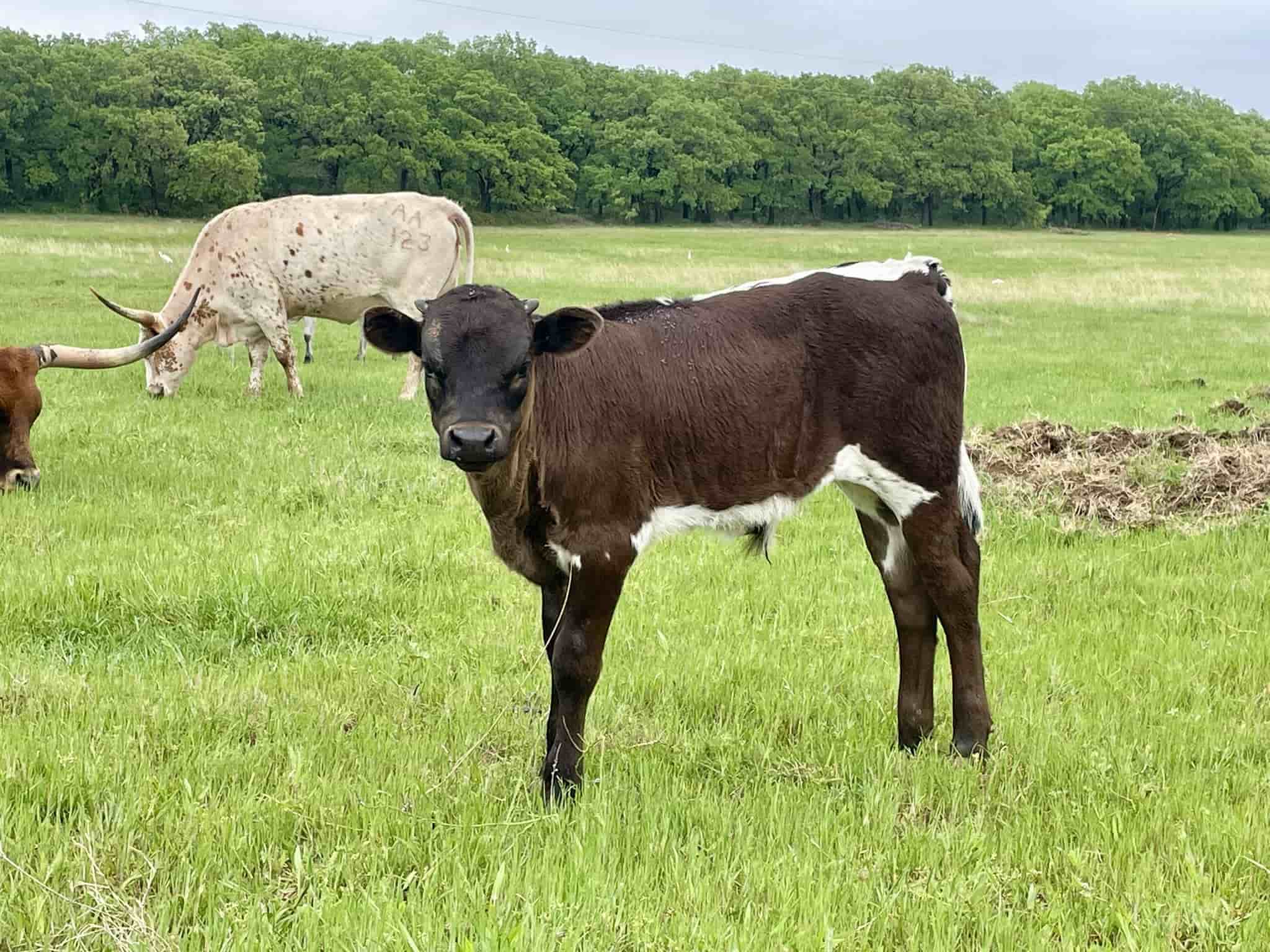 AA Iron Bambi