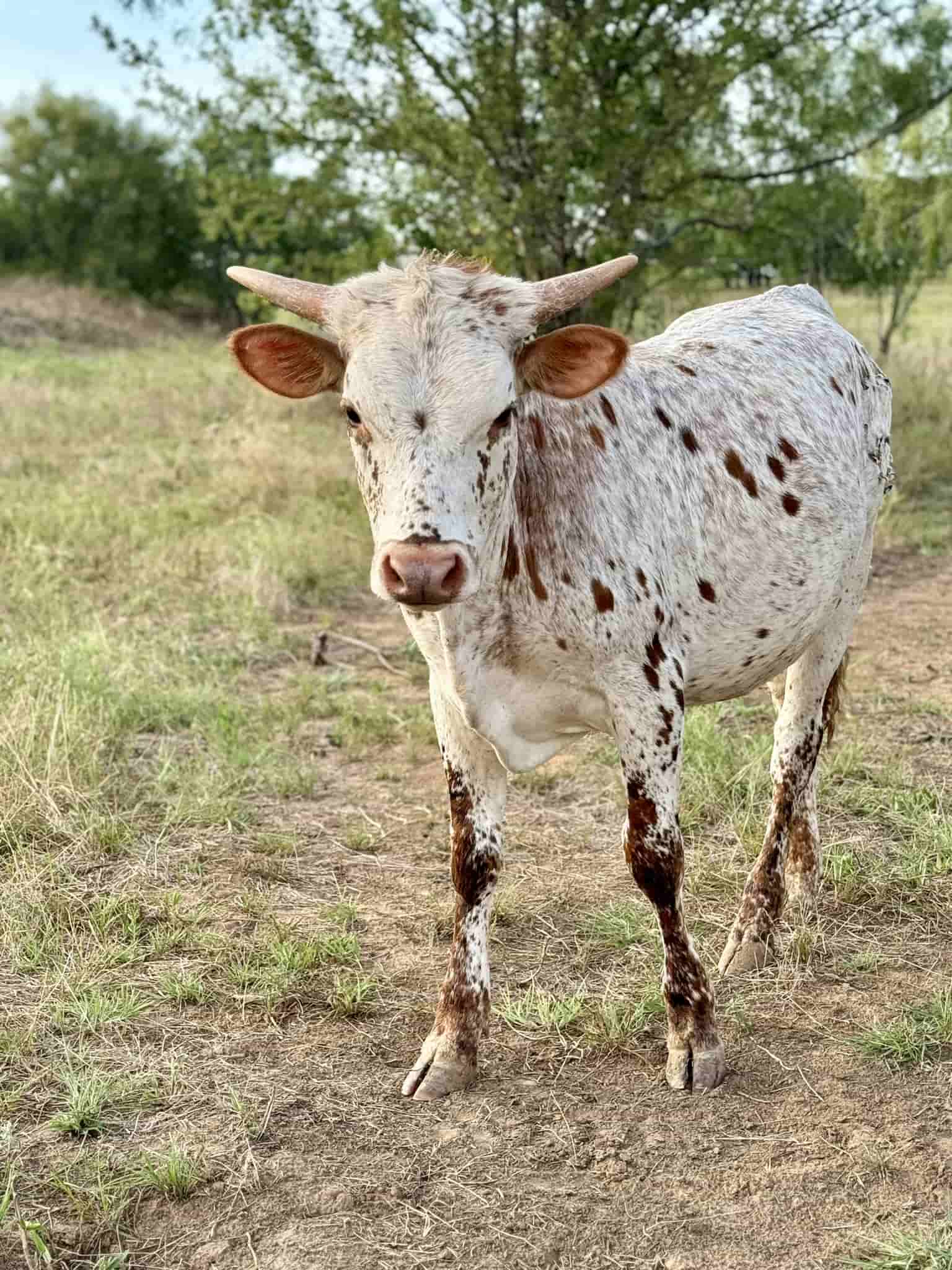 AA Pecan Sandy